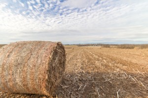 Round hay bale in a field